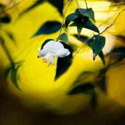 Camellia Tsaii - CamÃ©lia D'hiver