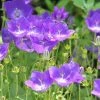 Campanule Carpatica Clips Bleue - Campanule Des Carpates -Jardin De Fleurs Magasin Campanule carpatica Clips bleue en pot de 2 3L 89846 1