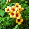 Campsis Radicans Judy - Bignone De Virginie -Jardin De Fleurs Magasin Campsis radicans Judy 681443 1