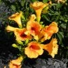 Bignone - Campsis Tagliabuana Summer Jazz Gold -Jardin De Fleurs Magasin Campsis radicans Summer Jazz Gold 84460 1