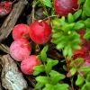 Canneberge Early Black - Vaccinium Macrocarpon - Cranberry 2 Canneberge Early Black - Vaccinium Macrocarpon - Cranberry -Jardin De Fleurs Magasin Canneberge Early Black 78040 1