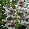 Cardiocrinum Giganteum - Lis GÃ©ant De L'Himalaya -Jardin De Fleurs Magasin Cardiocrinum giganteum 82943 1
