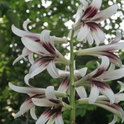 Cardiocrinum Giganteum - Lis GÃ©ant De L'Himalaya