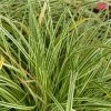 Carex Oshimensis Evercream - LaÃ®che D'Oshima -Jardin De Fleurs Magasin Carex oshimensis Evercream 80339 1