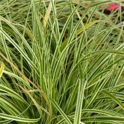 Carex Oshimensis Evercream - LaÃ®che D'Oshima
