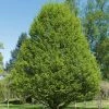 Carpinus Betulus Fastigiata - Charme FastigiÃ© -Jardin De Fleurs Magasin Carpinus betulus Fastigiata 781567 1