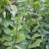 Carpinus Betulus Lucas - Charme Commun -Jardin De Fleurs Magasin Carpinus betulus Lucas 87210 1