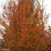 Carpinus Betulus Orange Retz - Charme Commun -Jardin De Fleurs Magasin Carpinus betulus Orange Retz 82344 1
