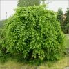 Carpinus Betulus Pendula - Charme Commun Pleureur -Jardin De Fleurs Magasin Carpinus betulus Pendula 87211 1