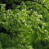 Carpinus Fangiana - Charme De Fang -Jardin De Fleurs Magasin Carpinus fangiana 0778002 1