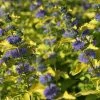 Caryopteris Hint Of Gold 2 Caryopteris Hint Of Gold -Jardin De Fleurs Magasin Caryopteris Hint of Gold 85033 1