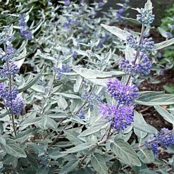 Caryopteris Clandonensis Sterling Silver - SpirÃ©e Bleue