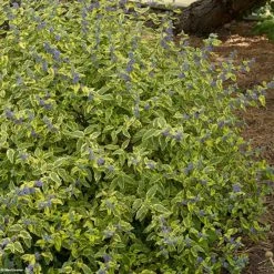 Caryopteris Summer SorbetÂ® - SpirÃ©e Bleue, Barbe-bleue