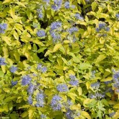 Caryopteris Incana Sunshine Blue - Barbe-bleue, SpirÃ©e Bleue