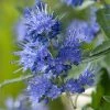 Caryopteris X Clandonensis Blauer Spatz (Oiseau Bleu) 3 Caryopteris X Clandonensis Blauer Spatz (Oiseau Bleu) -Jardin De Fleurs Magasin Caryopteris x clandonensis Blauer Spatz Oiseau Bleu IF 17888 1
