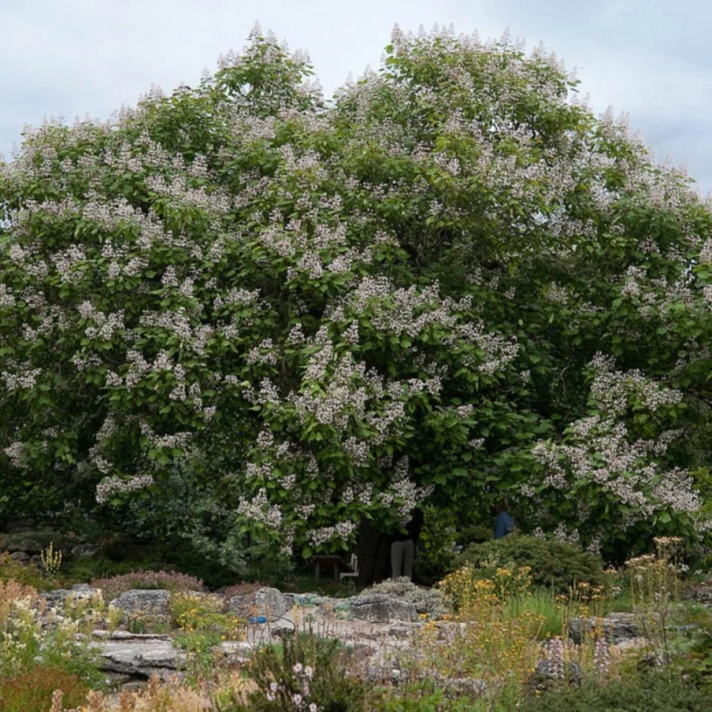 Catalpa Erubescens Purpurea - Catalpa Pourpre 1 Catalpa Erubescens Purpurea - Catalpa Pourpre