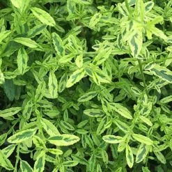 CÃ©anothe Impressus Lemon & Lime - Lilas De Californie