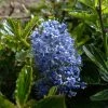 Céanothe Burkwoodii 3 Céanothe Burkwoodii -Jardin De Fleurs Magasin Ceanothus Burkwoodii 87736 1