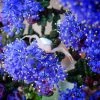 Ceanothus Dark Star - Lilas De Santa Barbara -Jardin De Fleurs Magasin Ceanothus Dark Star 84621 1