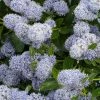 CÃ©anothe Edinburgh -Jardin De Fleurs Magasin Ceanothus Edinburgh 87737 1