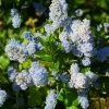 Ceanothus Arboreus Concha - Lilas De Californie -Jardin De Fleurs Magasin Ceanothus arboreus Concha 82192 1