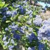 CÃ©anothe Arboreus Trewithen Blue -Jardin De Fleurs Magasin Ceanothus arboreus trewithen blue ld Walllygrom 9508 1