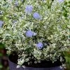CÃ©anothe Impressus Cool Blue - Lilas De Californie -Jardin De Fleurs Magasin Ceanothus impressus Cool Blue 88784 1