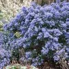 CÃ©anothe Impressus Puget Blue - Lilas De Californie