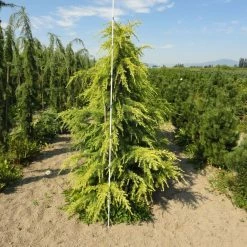 Cedrus Deodara Aurea - CÃ¨dre De L'Himalaya DorÃ©