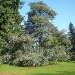 CÃ¨dre Bleu De L'Atlas - Cedrus Libani Atlantica Glauca
