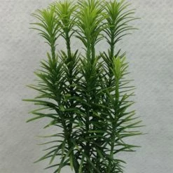 Cephalotaxus Harringtonia Korean Gold - Pin Japonais Ã  Queue De Vache