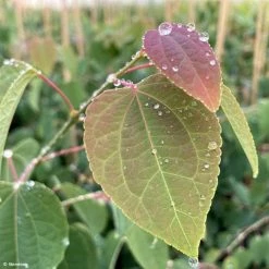 Cercidiphyllum Japonicum Glowball - Arbre Ã  Caramel
