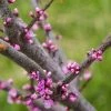 Cercis Canadensis Little Woody - Gainier Du Canada -Jardin De Fleurs Magasin Cercis canadensis Little Woody 84399 1
