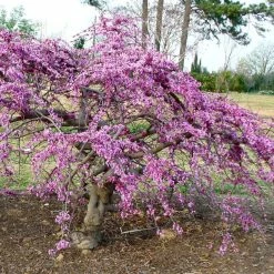 Cercis Canadensis Traveller - Arbre De JudÃ©e