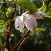 Cerisier Ã  Fleurs Du Japon Nain - Prunus Incisa Oshidori -Jardin De Fleurs Magasin Cerisier a fleurs du japon nain Prunus incisa Oshidori copright 8422111 1
