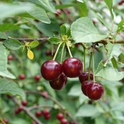 Cerisier Griottier Guindoux Des Charentes Bio