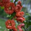 Cognassier Du Japon - Chaenomeles Speciosa Mango Storm -Jardin De Fleurs Magasin Chaenomeles speciosa Mango Storm 81418 1