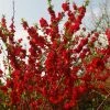 Cognassier Du Japon - Chaenomeles Speciosa Scarlet Storm -Jardin De Fleurs Magasin Chaenomeles speciosa Scarlet Storm 82555 1