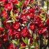 Cognassier Du Japon - Chaenomeles X Superba Etna