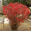 Cognassier Du Japon - Chaenomeles X Superba Texas Scarlet -Jardin De Fleurs Magasin Chaenomeles x superba Texas Scarlet 100242 1 1