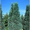 Chamaecyparis Lawsoniana Alumii - CyprÃ¨s De Lawson -Jardin De Fleurs Magasin Chamaecyparis lawsoniana Alumii 87923 1
