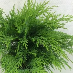 CyprÃ¨s De Lawson - Chamaecyparis Lawsoniana Mini Globus