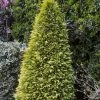 Cyprès De Lawson - Chamaecyparis Lawsoniana Stardust 2 Cyprès De Lawson - Chamaecyparis Lawsoniana Stardust -Jardin De Fleurs Magasin Chamaecyparis lawsoniana Stardust 1000732 1
