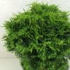 CyprÃ¨s De Lawson - Chamaecyparis Lawsoniana Twisted Ball -Jardin De Fleurs Magasin Chamaecyparis lawsoniana Twisted Ball 622002 1