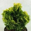 Chamaecyparis Obtusa Andorra - Faux CyprÃ¨s Hinoki Du Japon -Jardin De Fleurs Magasin Chamaecyparis obtusa Andorra 624002 1