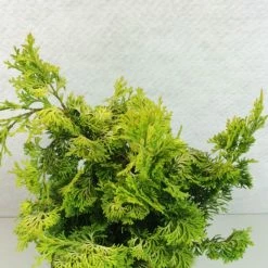 Chamaecyparis Obtusa Aurea - Faux CyprÃ¨s Hinoki Du Japon