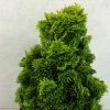 Chamaecyparis Obtusa Aurora - Faux CyprÃ¨s Hinoki Du Japon Nain -Jardin De Fleurs Magasin Chamaecyparis obtusa Aurora 626002 1
