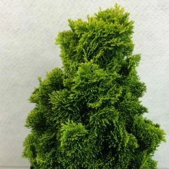 Chamaecyparis Obtusa Aurora - Faux CyprÃ¨s Hinoki Du Japon Nain