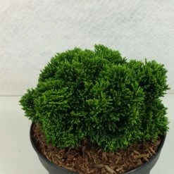 Faux CyprÃ¨s Du Japon - Chamaecyparis Obtusa Juniperoides