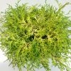 Chamaecyparis Obtusa Kamarachiba - Faux CyprÃ¨s Hinoki Du Japon